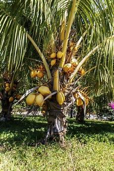 Pine Tree Fertilizer