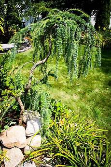 Pine Tree Fertilizer
