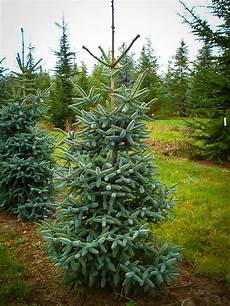 Pine Tree Fertilizer