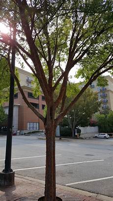 Pine Tree Fertilizer