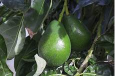 Plant Feeding Fertilizer