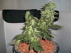 Plant Feeding Fertilizer