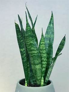 Plant Fertilizer