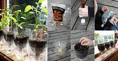 Plant Starter