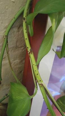 Plant Starter