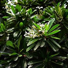 Plumeria Fertilizer