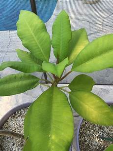 Plumeria Fertilizer