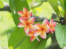 Plumeria Fertilizer