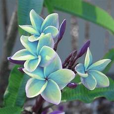 Plumeria Fertilizer