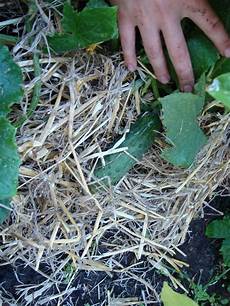 Potash Fertilizer