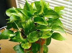 Potash For Plants