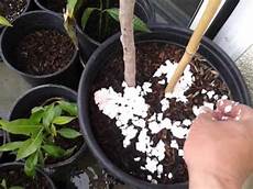 Potassium Fertilizer