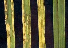 Potassium Fertilizer