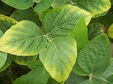 Potassium For Plants