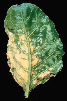 Potassium For Plants