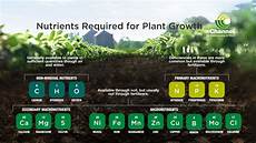 Potassium For Plants