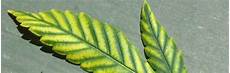 Potassium For Plants