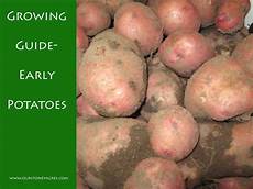 Potato Fertilizer