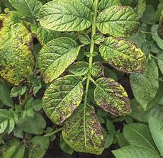 Potato Fertilizer