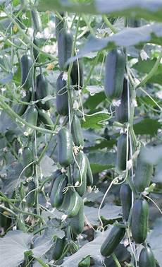 Potato Fertilizer