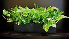 Pothos Fertilizer