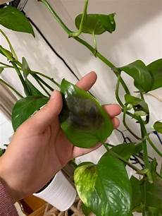 Pothos Fertilizer