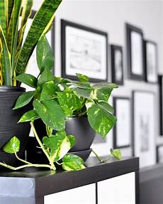 Pothos Fertilizer