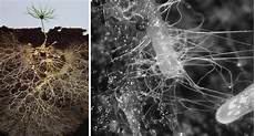 Powder Fertilizer