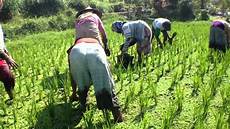 Powder Fertilizer