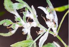 Powder Fertilizers