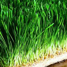 Powder NPK Fertilizers