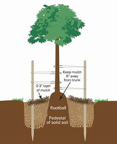 Pre Emergent Fertilizer