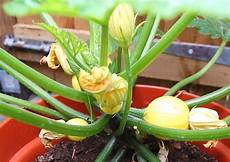 Pumpkin Fertilizer
