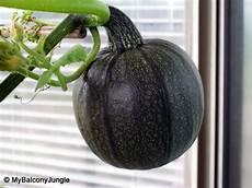 Pumpkin Fertilizer