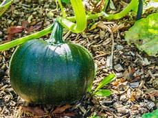 Pumpkin Fertilizer