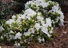 Rhododendron Fertilizer