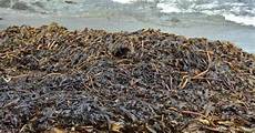 Seaweed Extract Fertilizer