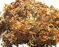Seaweed Extract Fertilizer
