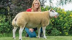 Sheep Manure