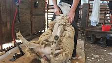 Sheep Manure