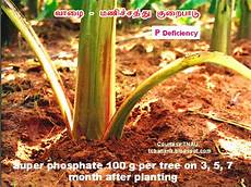Single Super Phosphate