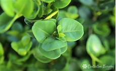 Slow Release Fertilizer