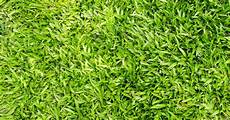 Sod Fertilizer
