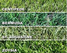 Sod Fertilizer