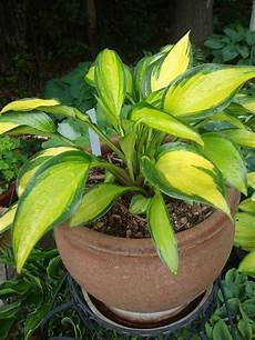 Soil And Fertilizer