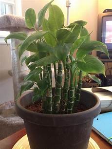Soil Fertilizer