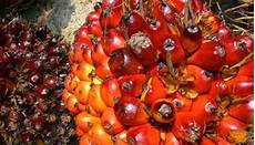 Solid Organic Fertilizers