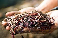 Solid Worm Fertilizers