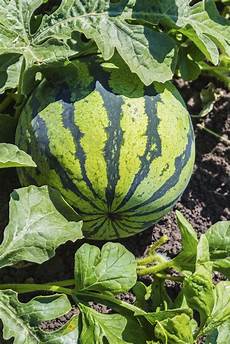 Specific Fertilizer