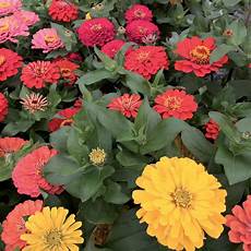 Specific Npk Fertilizers